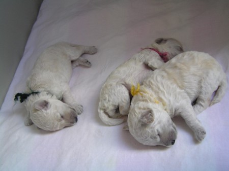 10. den CARINO & CERES & CASTOR